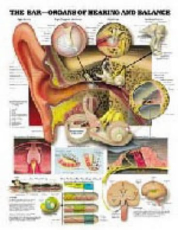 The Ear: Organs of Hearing and Balance Anatomical Chart