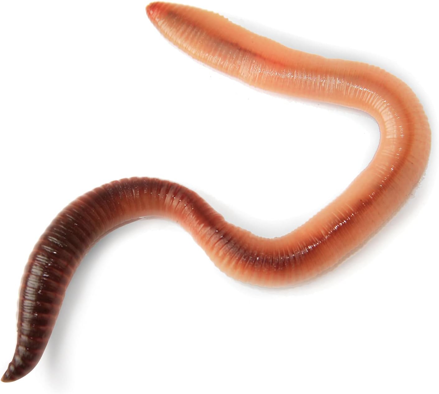 My Living World LW102 Interplay Worm World - Educational Science Kit for Kids 5+ 2