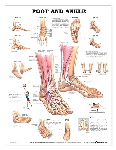 Foot and Ankle Anatomy Chart - Anatomical Chart