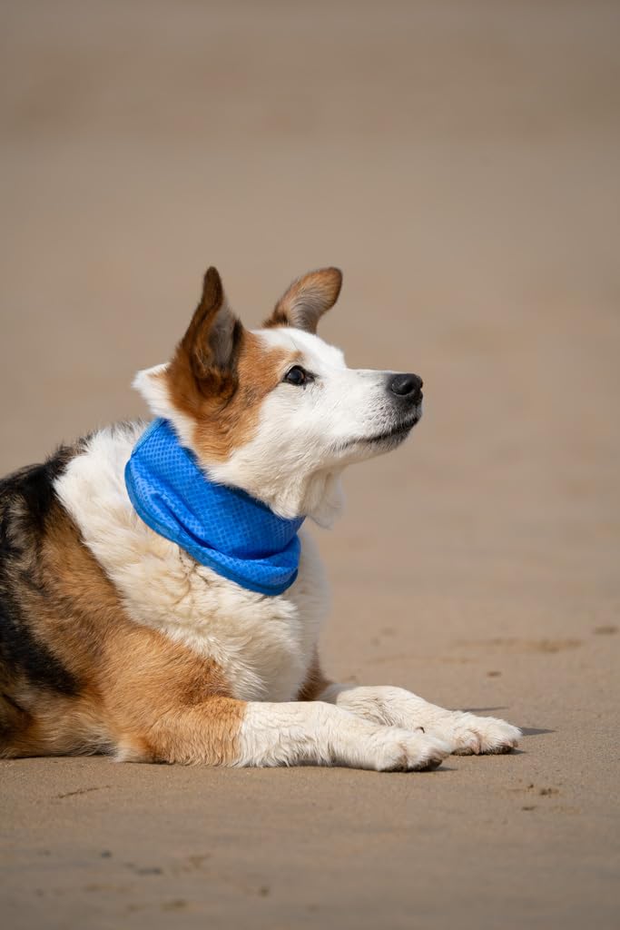 Petface Cooling Dog Bandana - Water-Activated Reusable | Large (38-52 cm Neck) 5