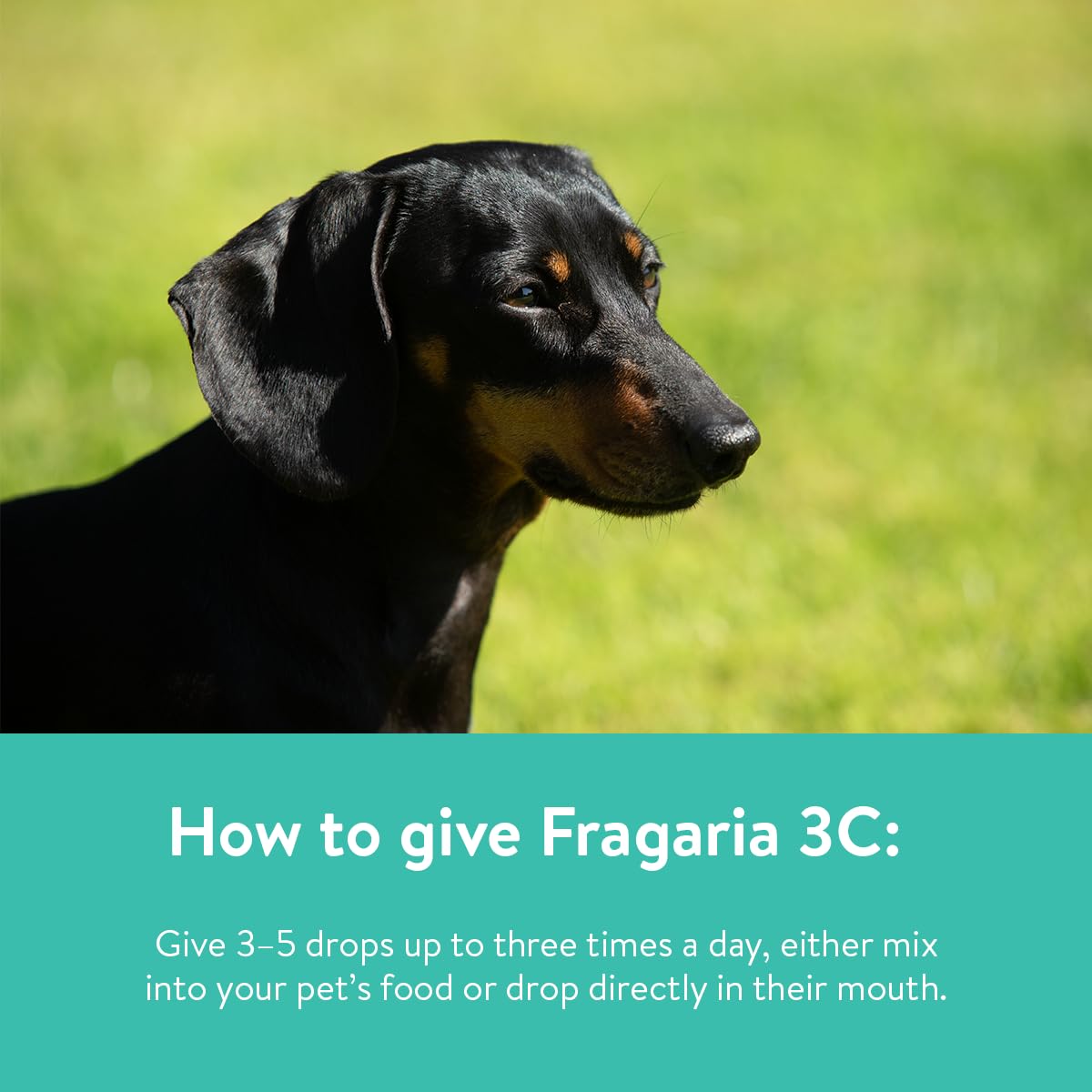 Dorwest Herbs Fragaria 3C Homoeopathic Liquid Remedy for Dogs & Cats - 15ml 5