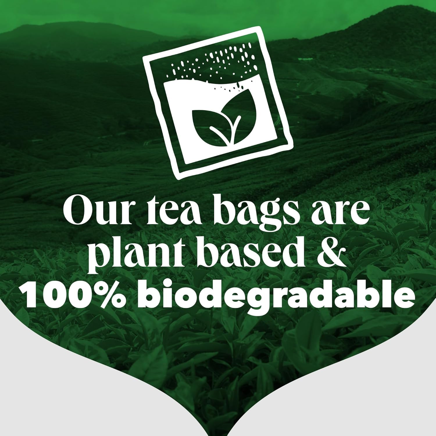 PG Tips - Original Black Tea Bags 160 10