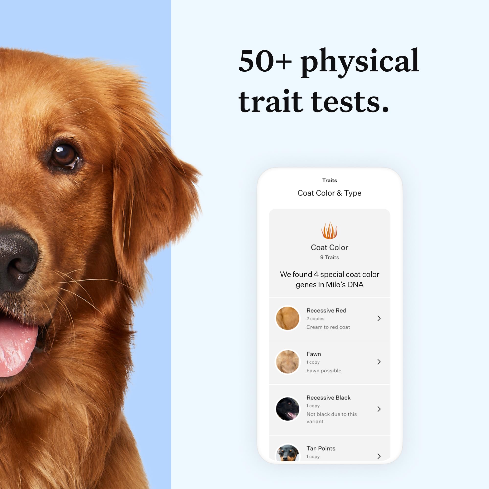 Wisdom Panel Essential Dog DNA Test Kit for Breed ID, Health Screening & Traits | 365+ Breeds 4