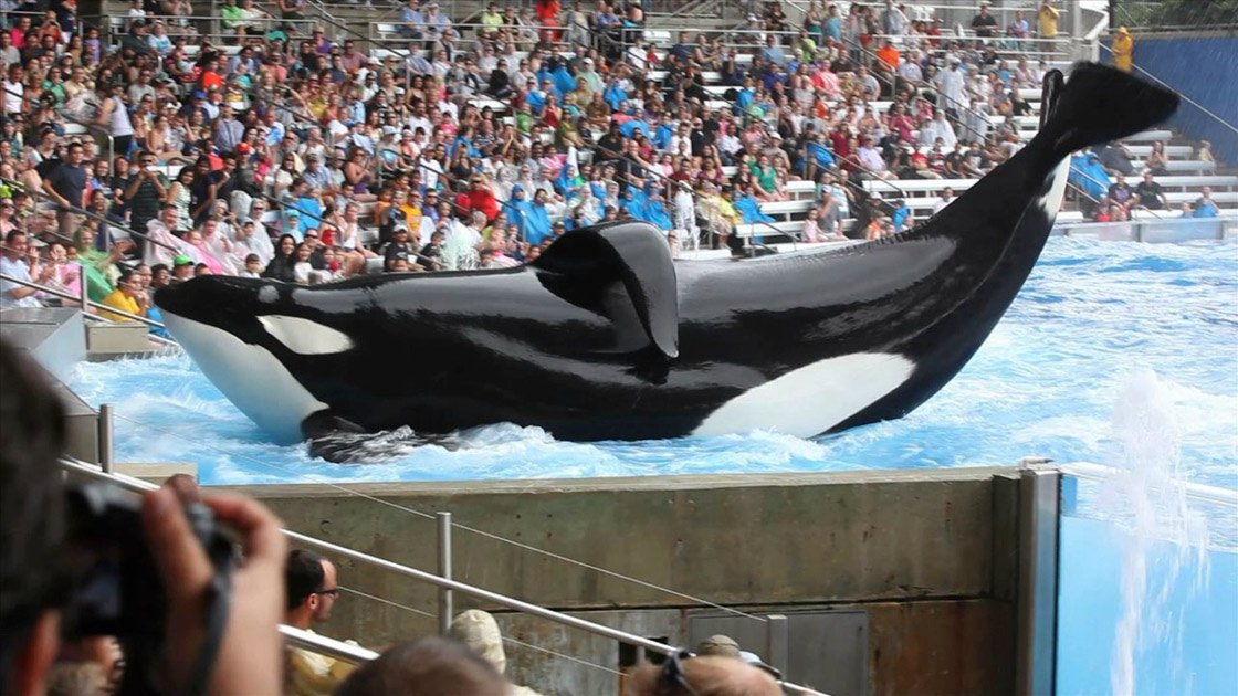 Blackfish (2013) - Documentary [DVD] 2