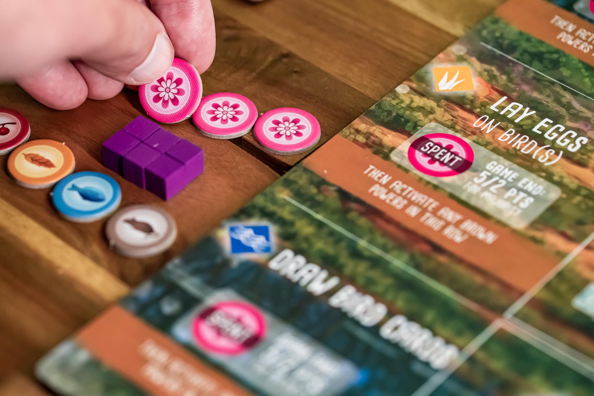 Stonemaier Games Wingspan: Oceania Expansion Board Game 7