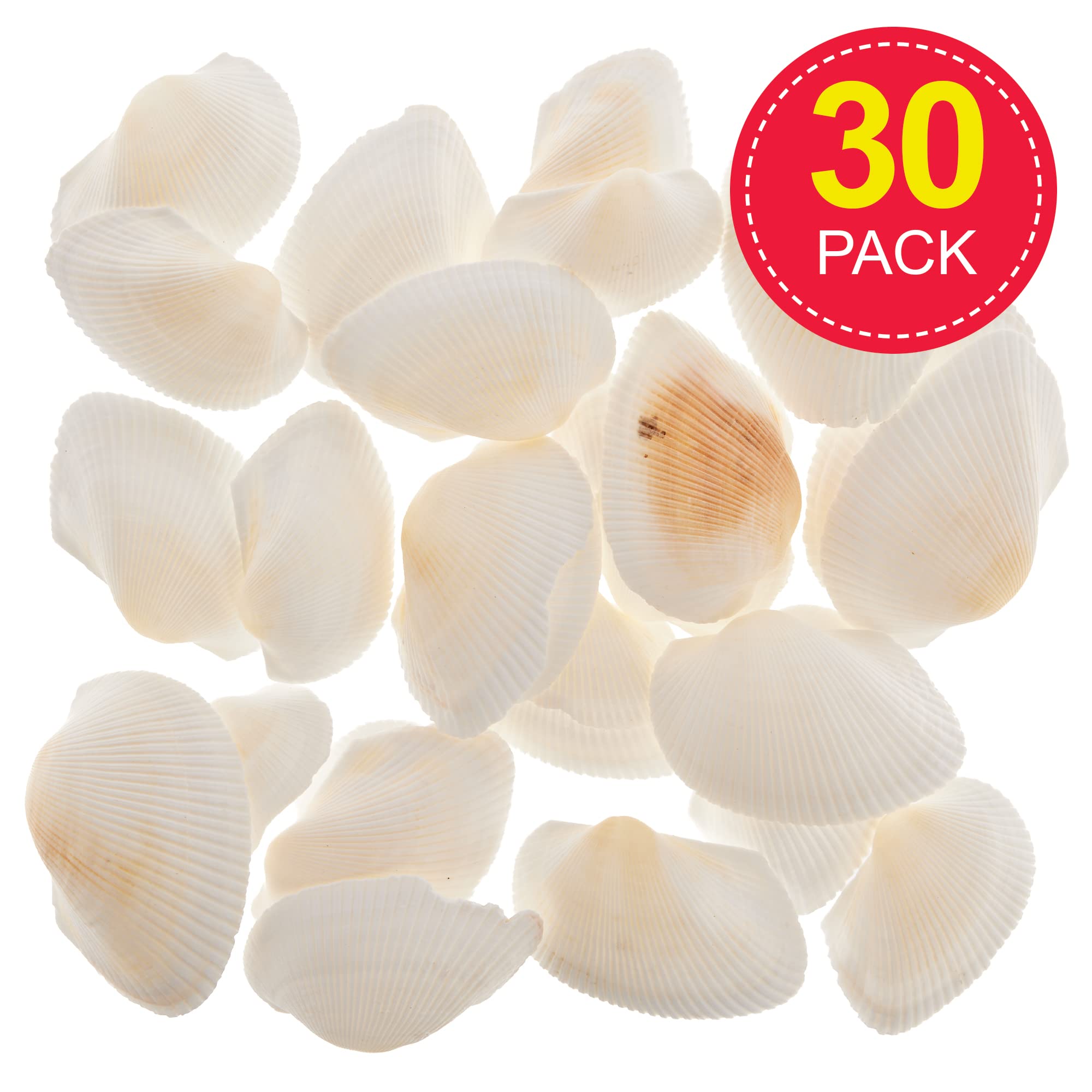 Baker Ross Natural Seaside Beach Scalloped Shells - Pack of 30 | Approx. 16mm Wide 2
