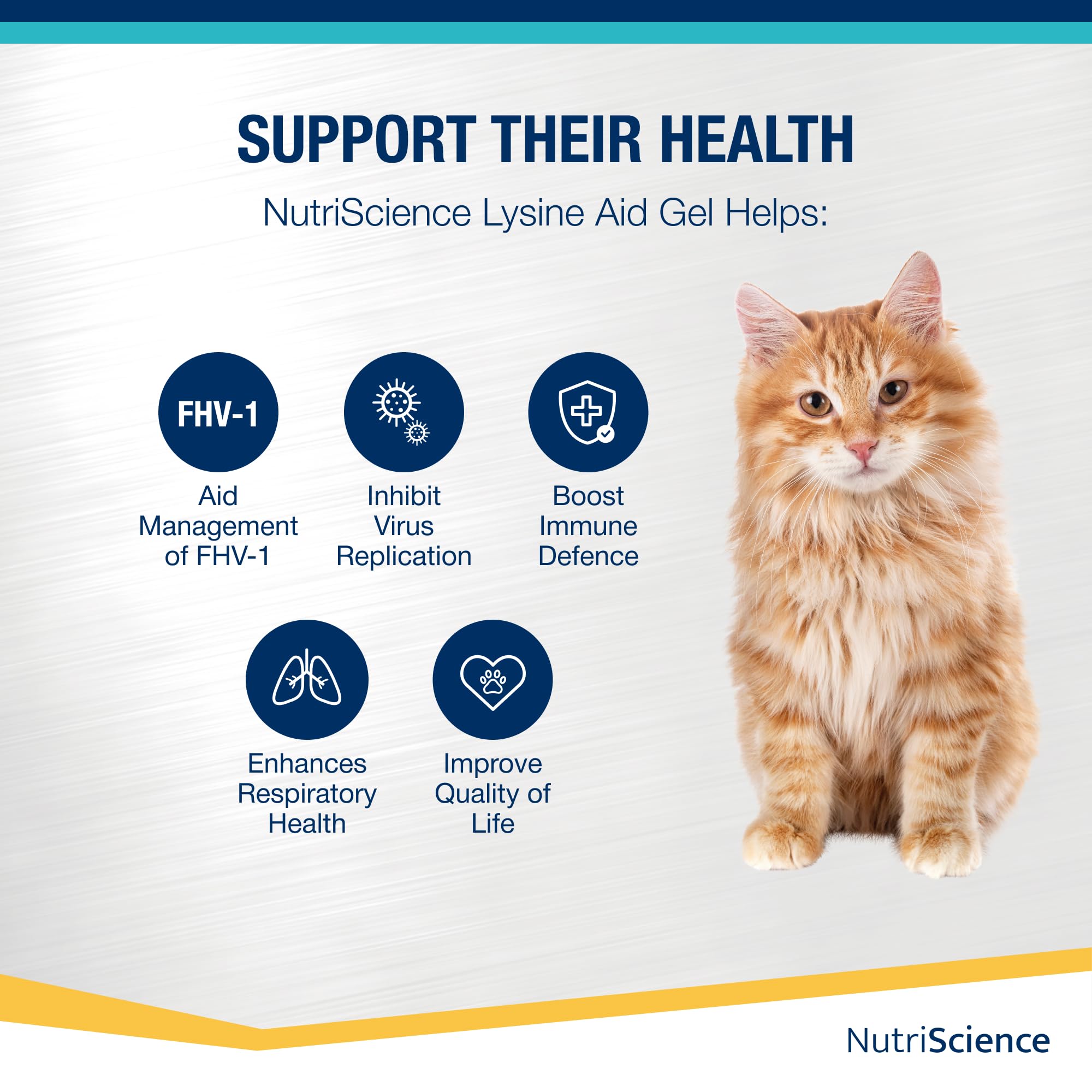 NutriScience Lysine Aid Cat Gel - Immune Support for FHV-1 Symptoms | 50ml