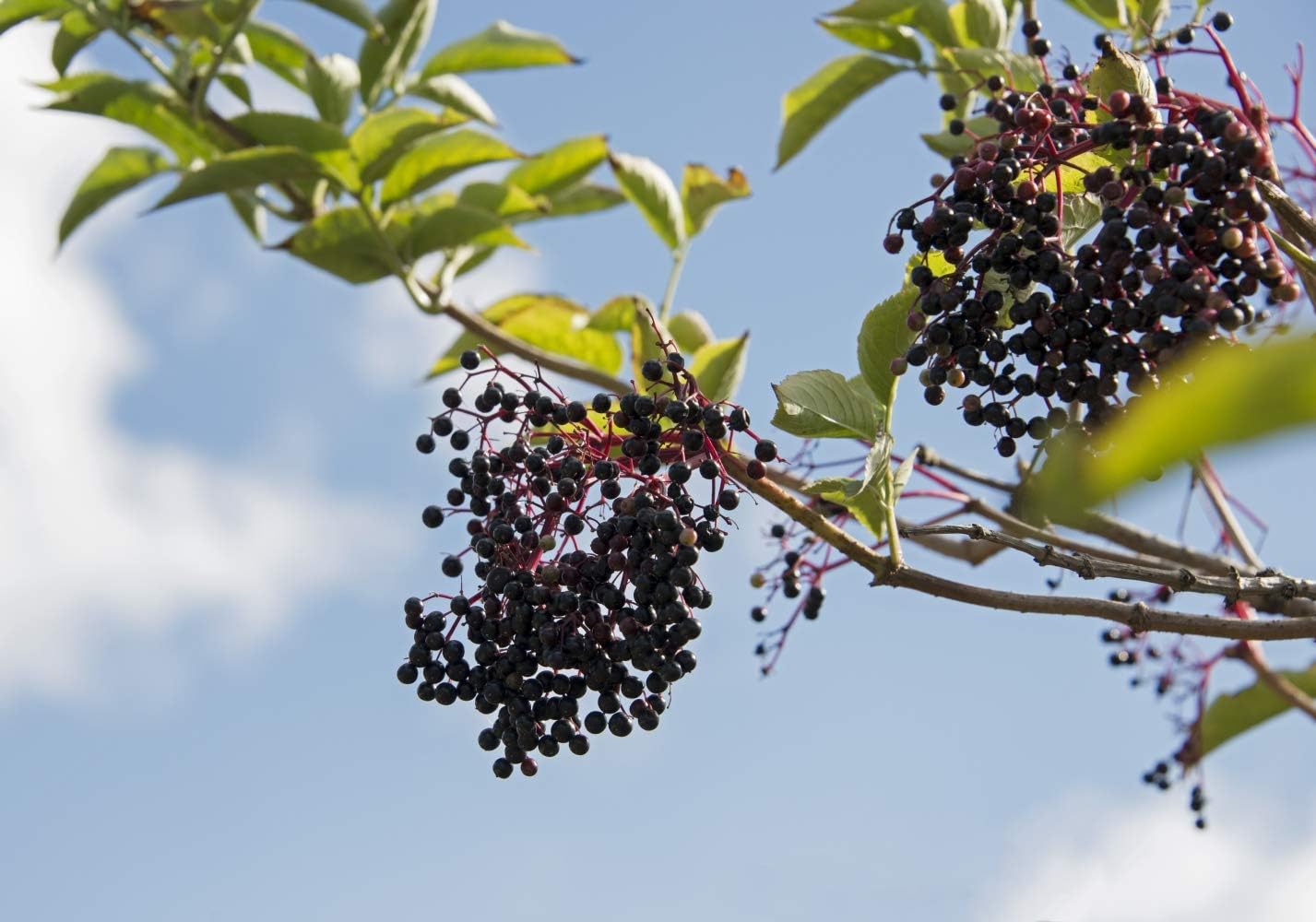 Health Embassy - Elderberry Dried Fruit (Sambucus nigra L) (50g) 7