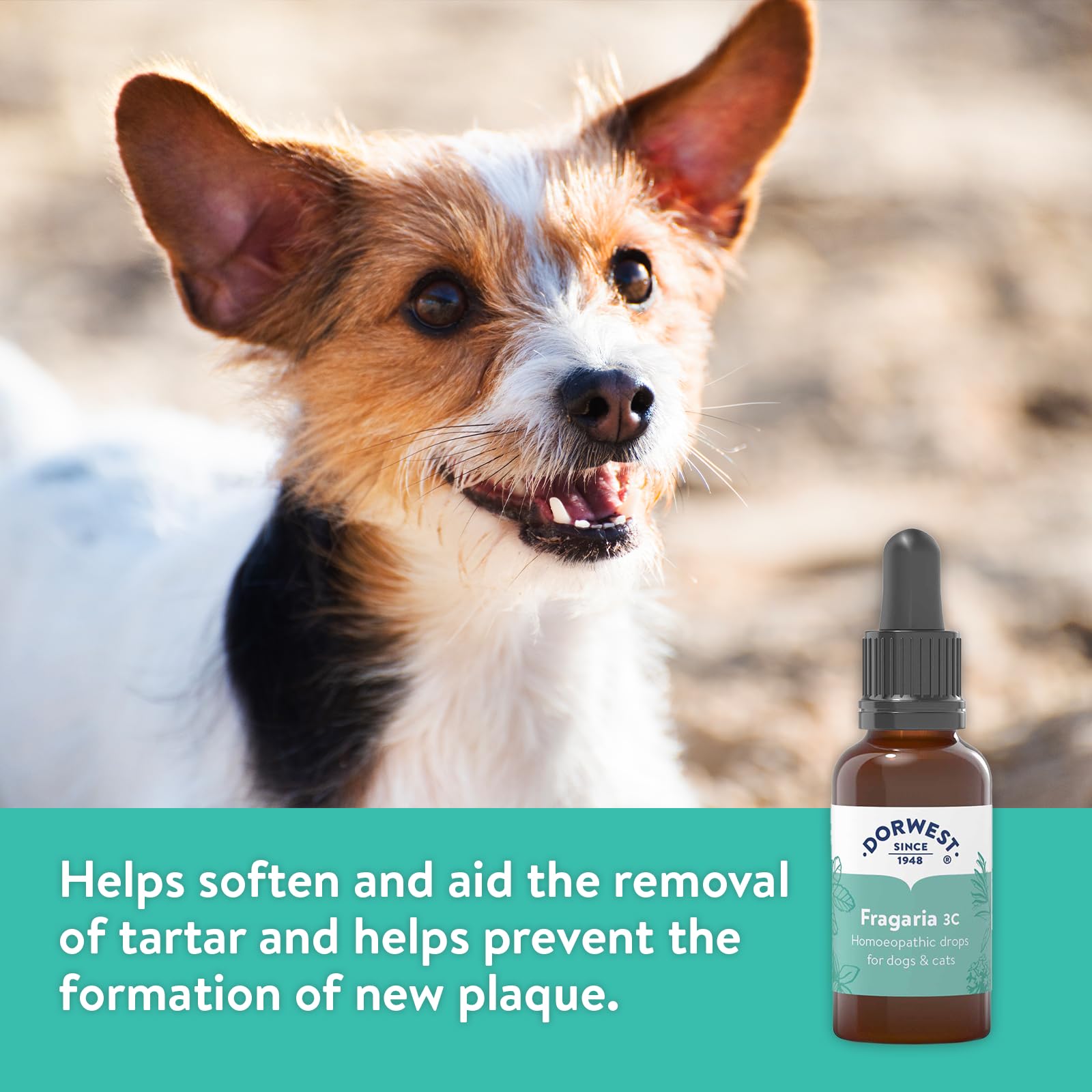 Dorwest Herbs Fragaria 3C Homoeopathic Liquid Remedy for Dogs & Cats - 15ml