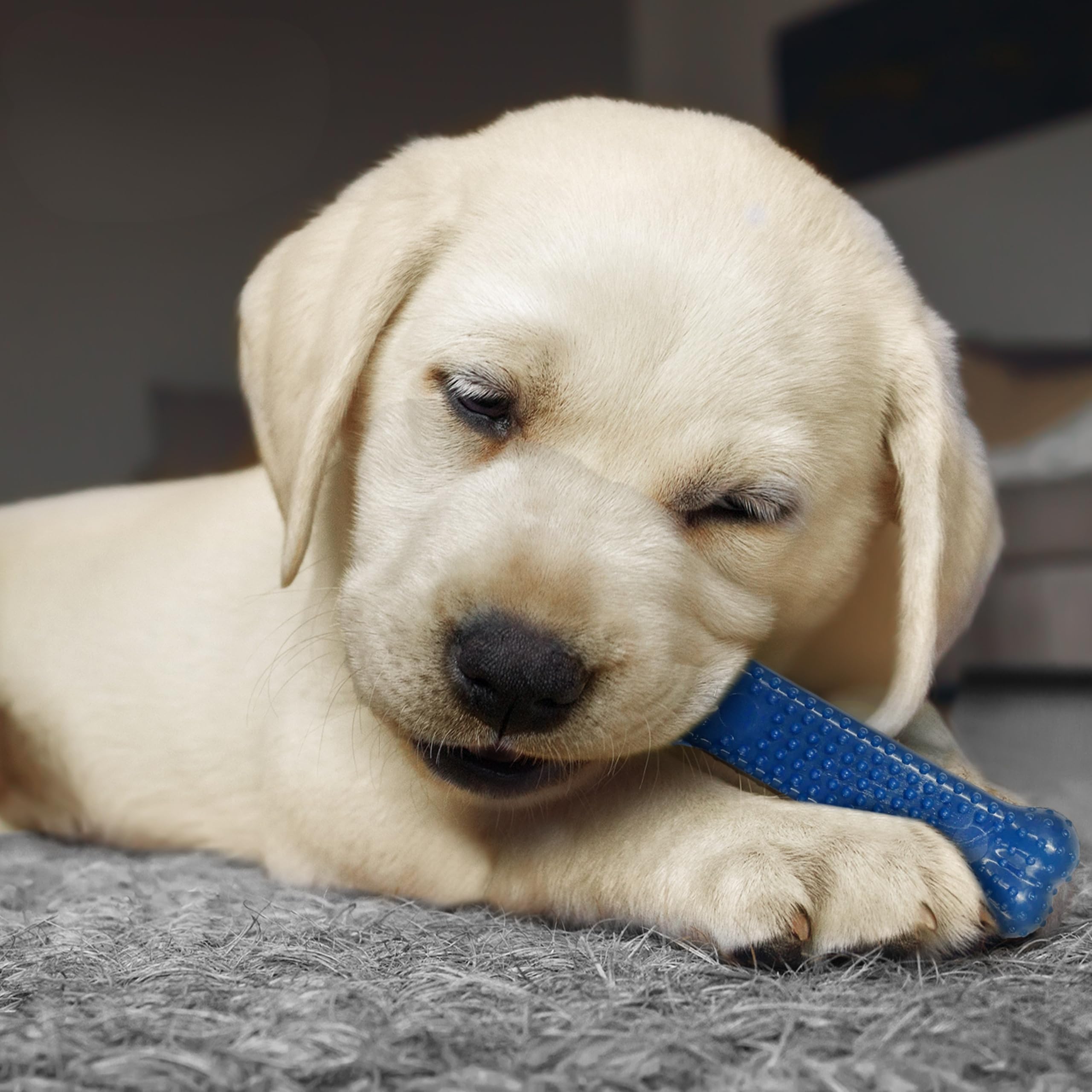 Nylabone Puppy Starter Kit - Pack of 3 Gentle Chew Toys for Puppies up to 11 kg 2