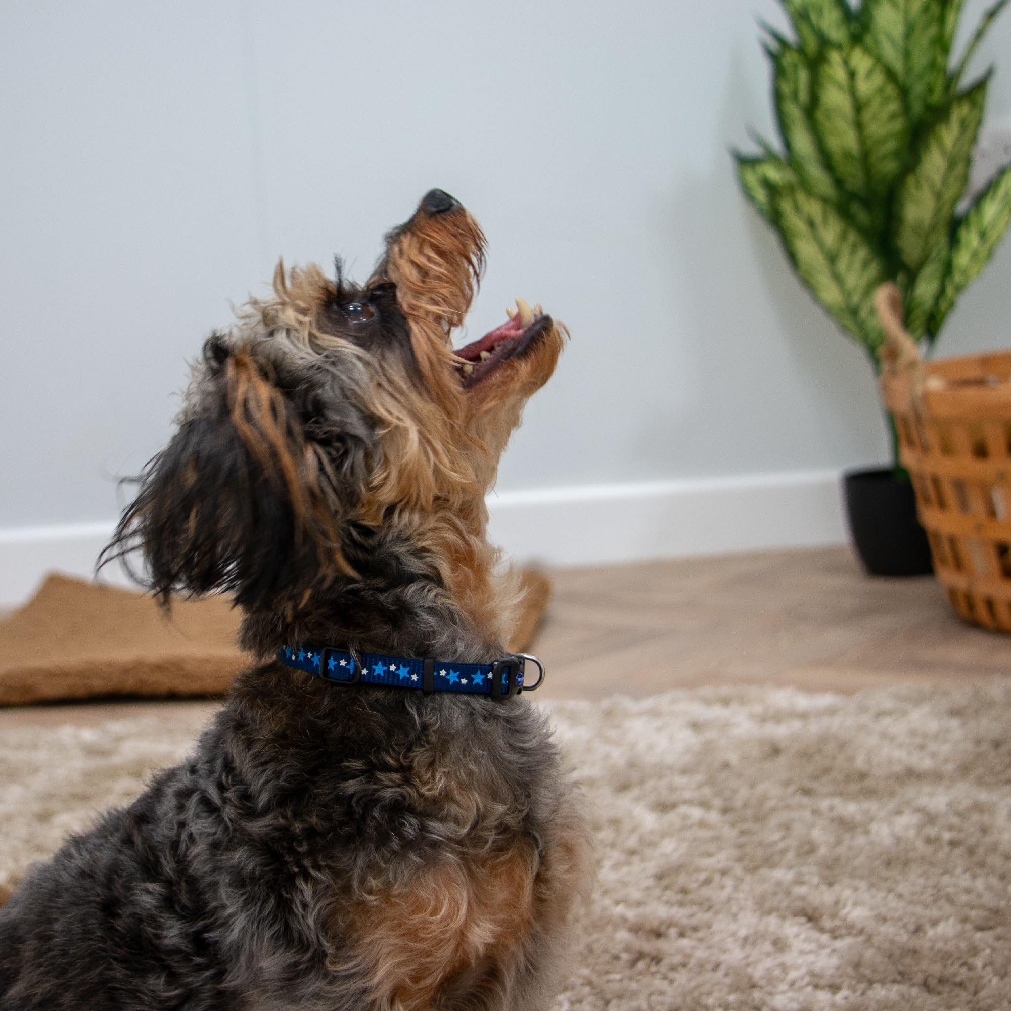 Ancol Small Bite Stars Collar & Lead Set Blue | Adjustable 20-30cm Collar | 1m Lead 7
