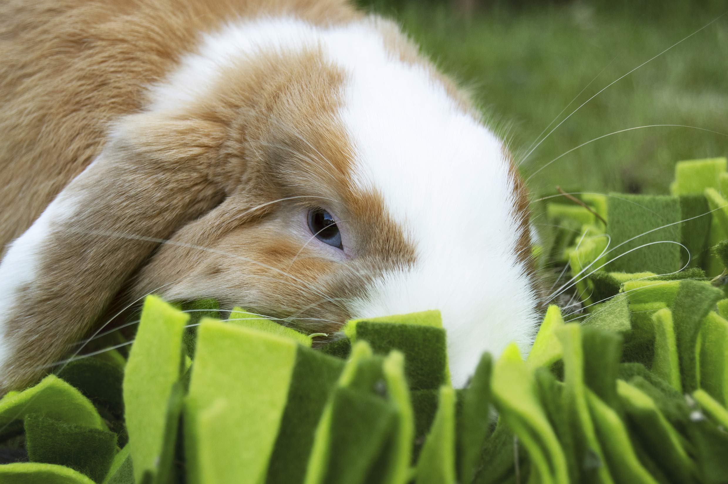 Rosewood Boredom Breaker Snuffle Forage Mat - Foraging Enrichment | Green | 29.5 x 20cm 4
