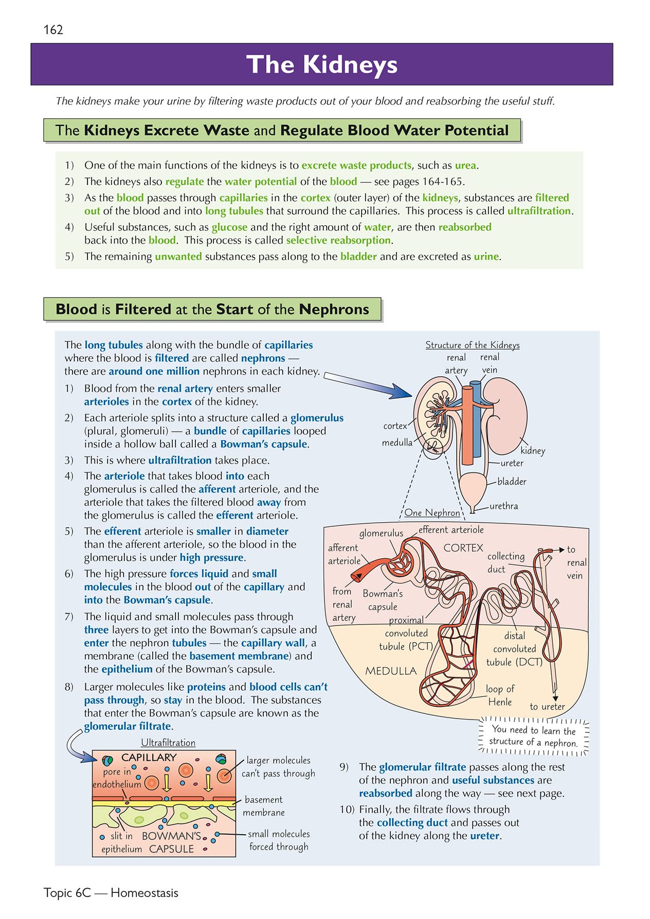 CGP A-Level Biology: AQA Year 1 & 2 Complete Revision & Practice with Online Edition | Paperback | 272 Pages 8