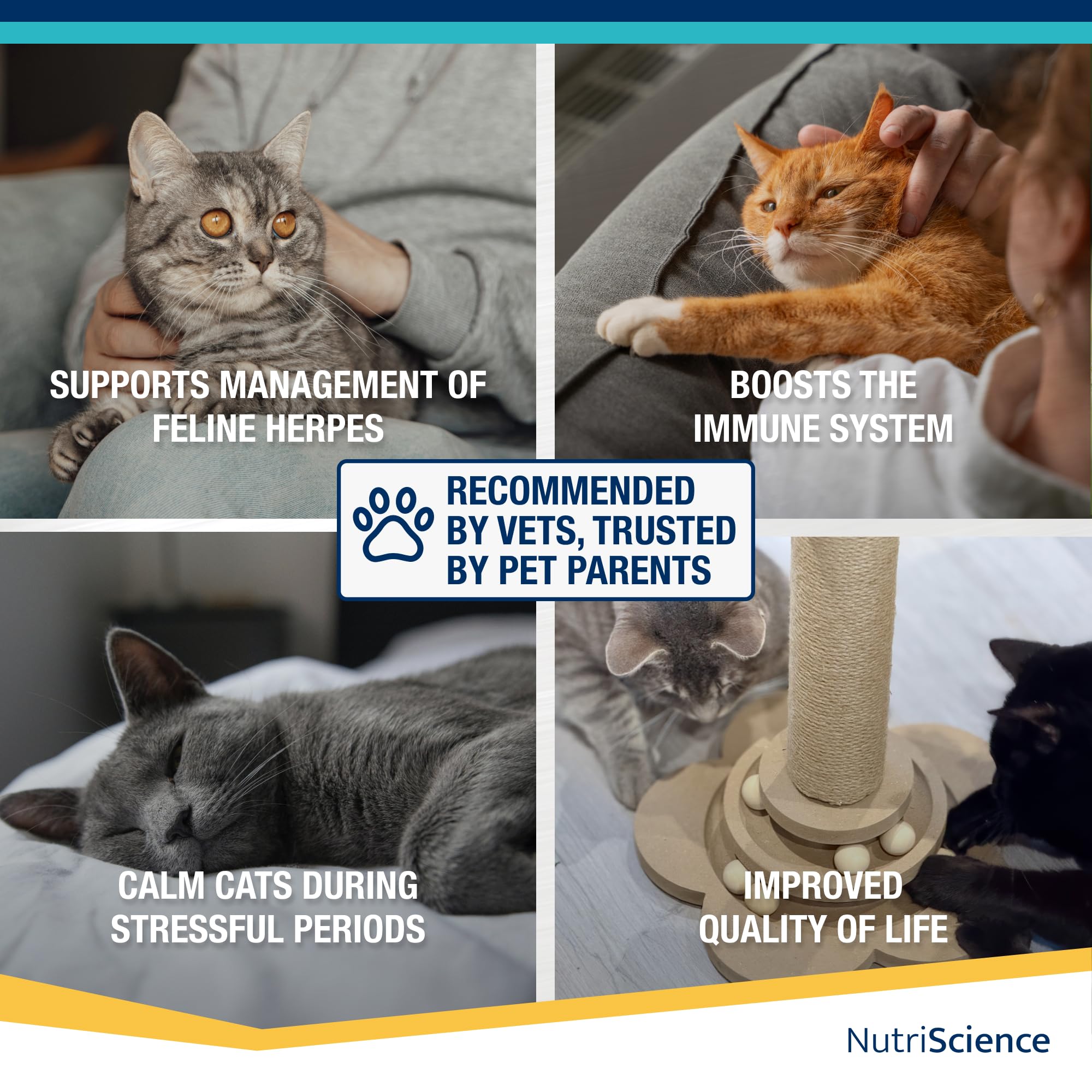NutriScience Lysine Aid Cat Gel - Immune Support for FHV-1 Symptoms | 50ml 7