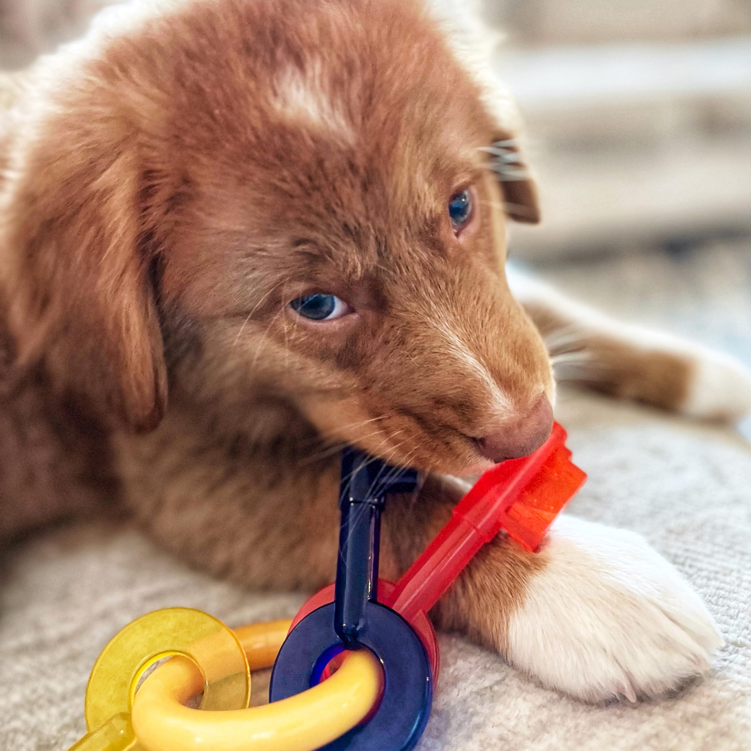 Nylabone Gentle Puppy Chew Toy - Bacon Flavor, Small (Up to 11 kg) 2