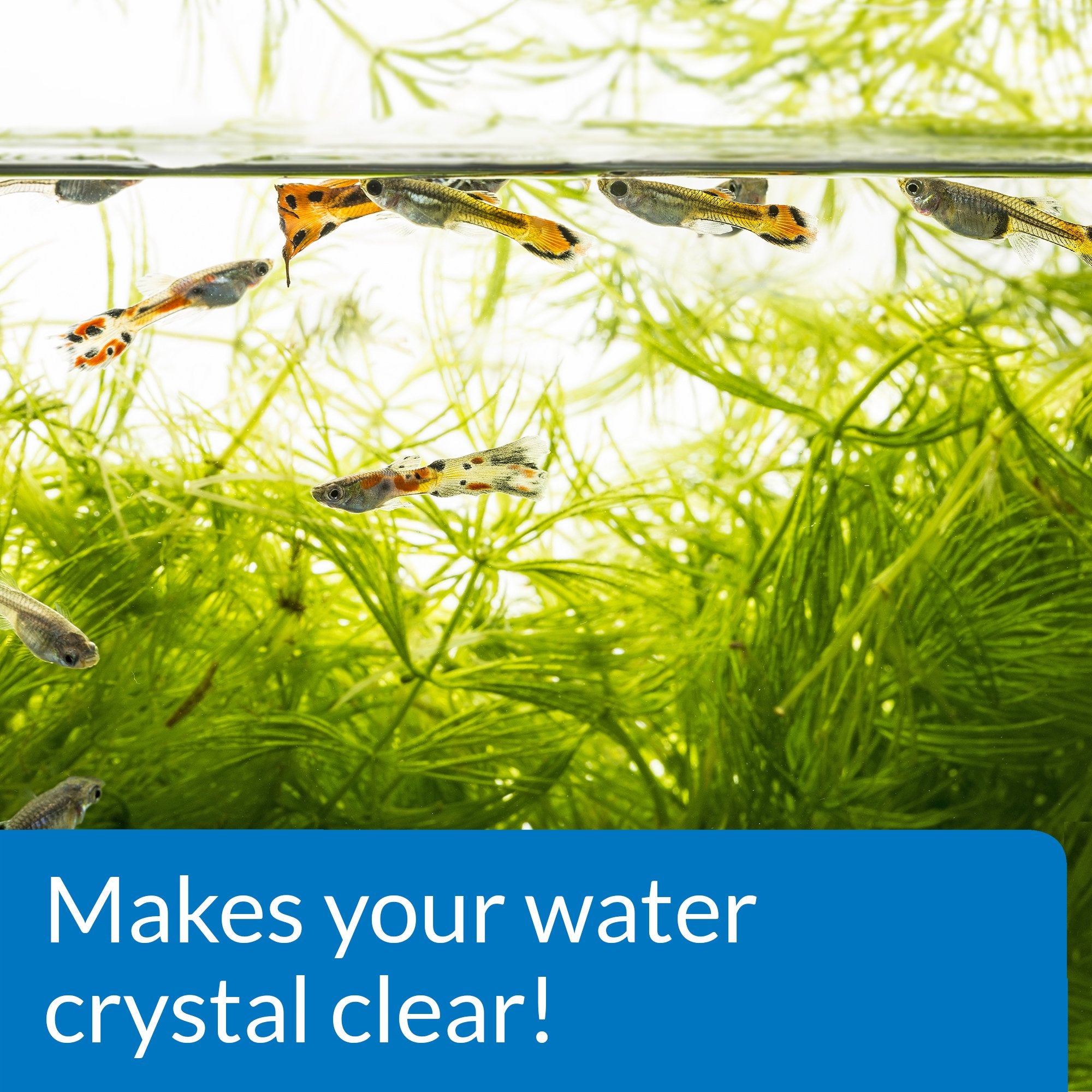 API ACCU-CLEAR Freshwater Aquarium Water Clarifier - Clears Cloudy Water Fast | 118 ml Bottle 4