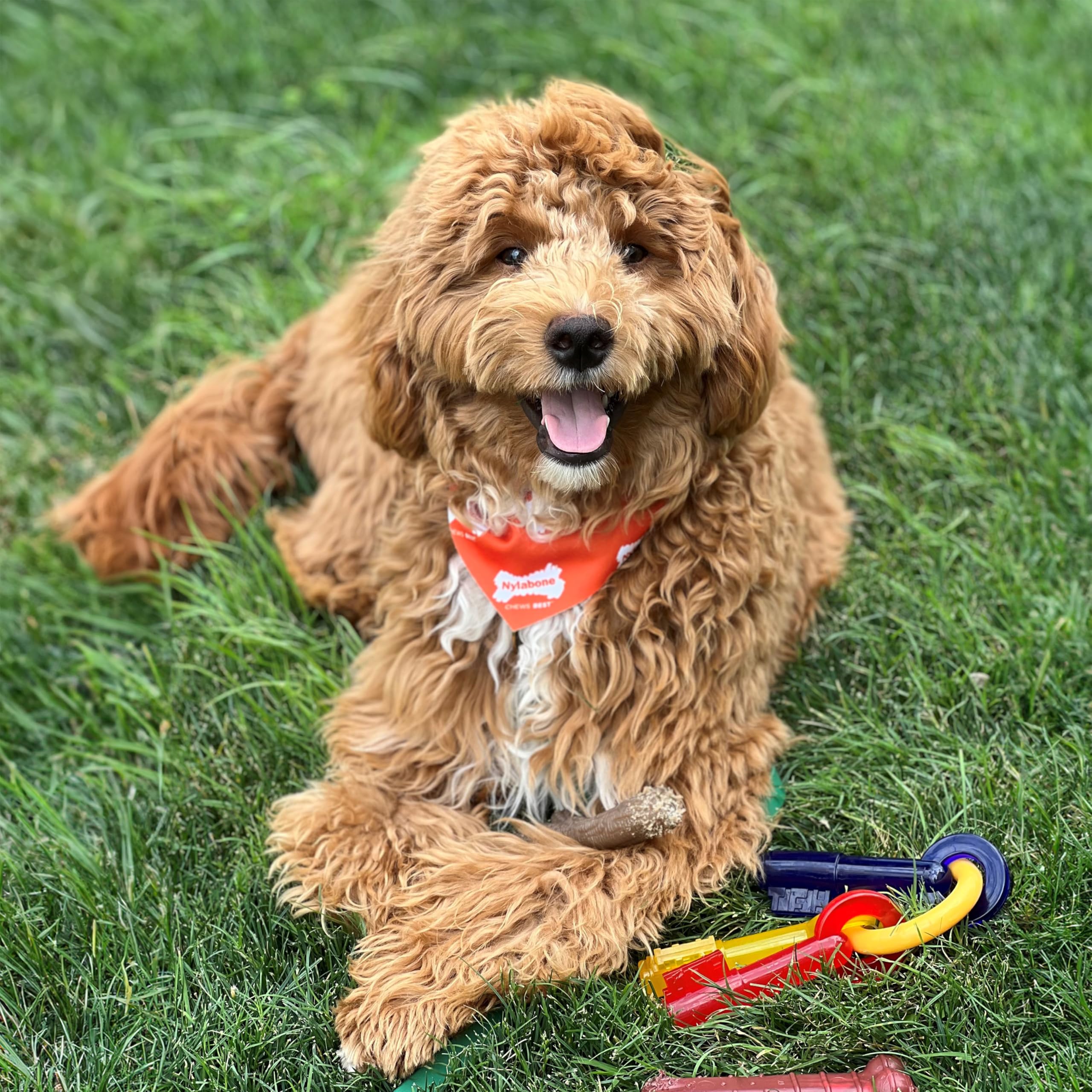 Nylabone Just For Puppies Key Ring Bone Chew Toy - Bacon Flavour, Medium, for Puppies up to 16kg 2