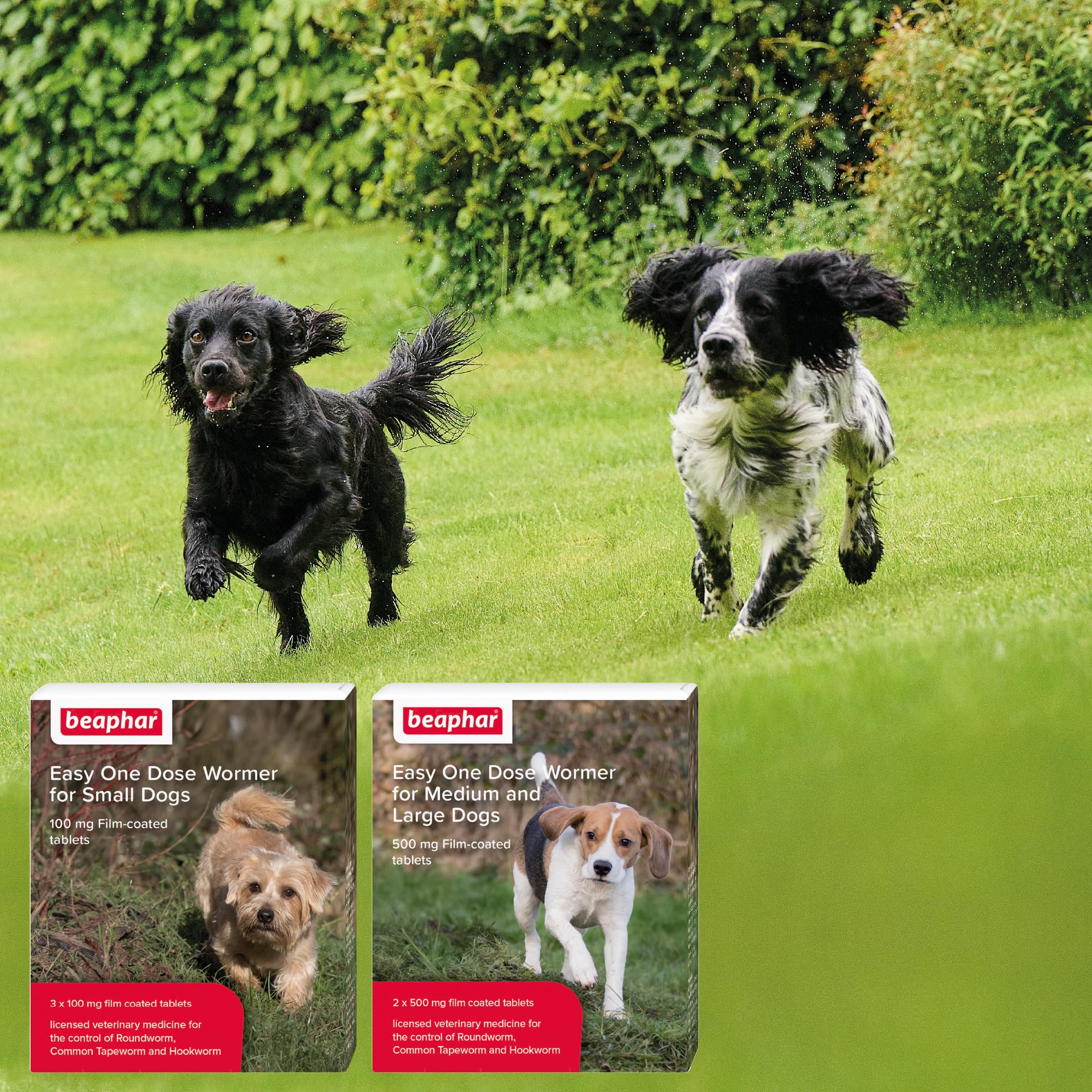 Beaphar Easy One Dose Worming Tablets for Medium & Large Dogs | Kills All Common Intestinal Worms | Nitroscanate 6
