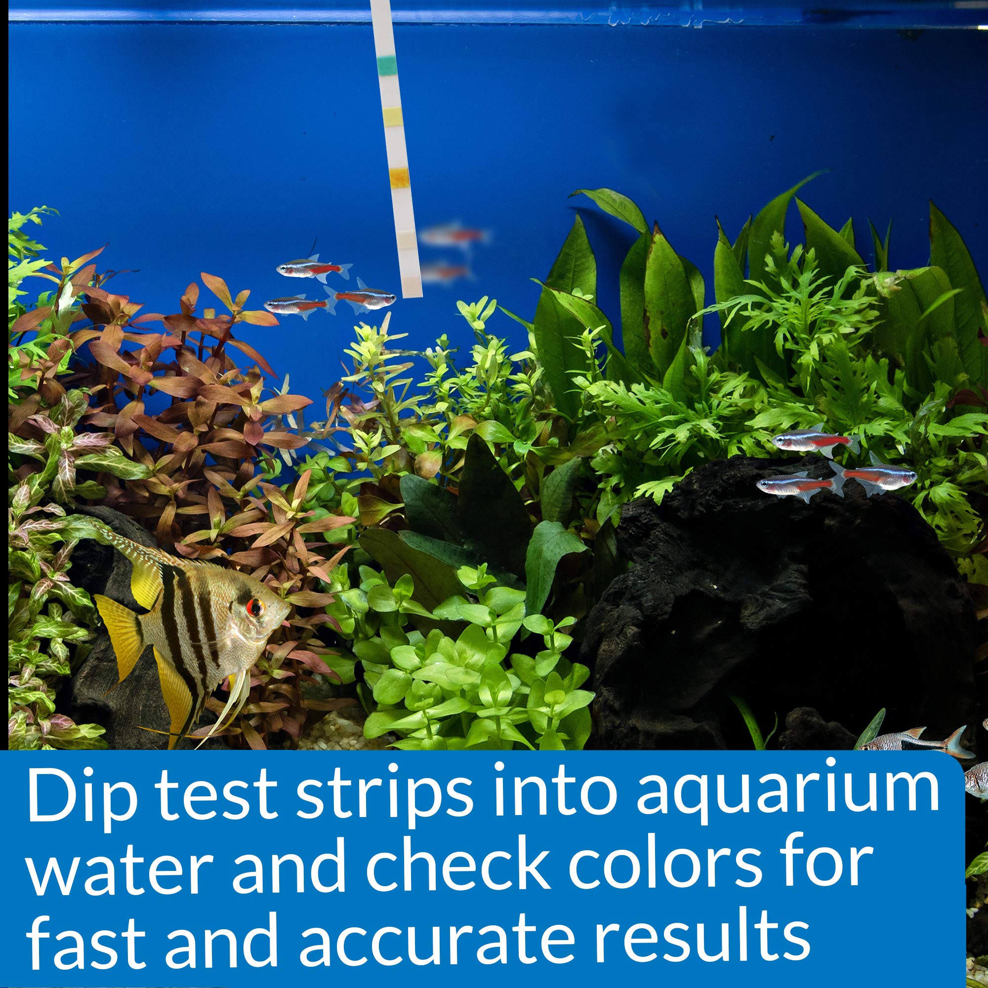 API 5-IN-1 Test Strips for Freshwater & Saltwater Aquariums | 25 Count 6